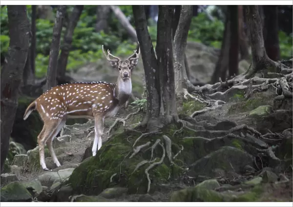 A spotted deer is seen inside a deer park in the premises of Pashupatinath Temple