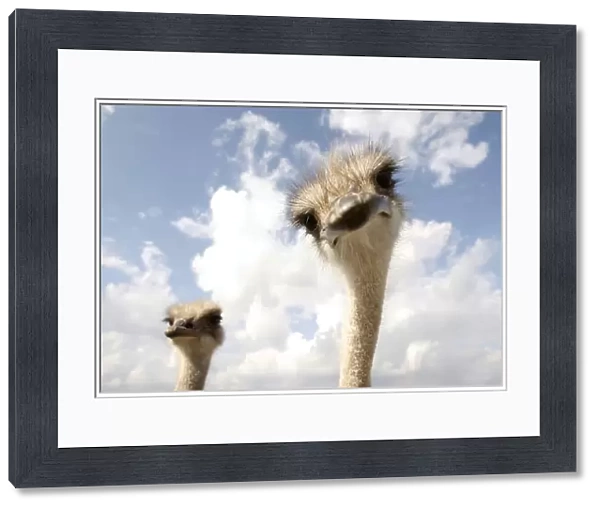 Ostriches look on from an enclosure at an ostrich farm near the village of Kozishche
