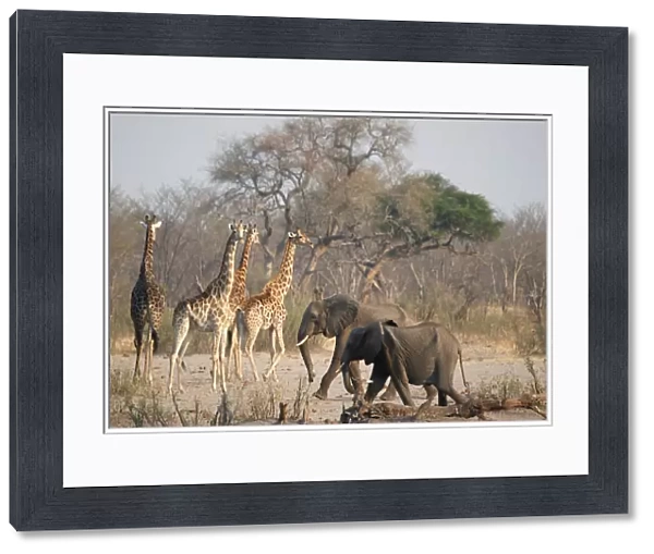 A group of elephants and giraffes walk near a watering hole inside Hwange National Park
