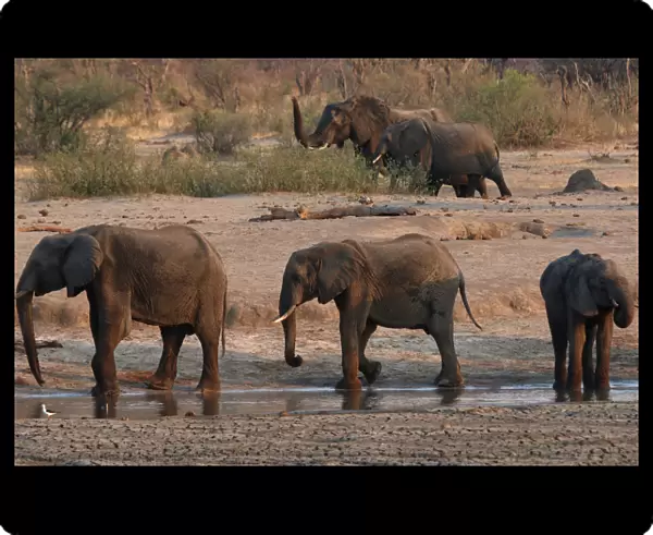 A group of elephants are seen near a watering hole inside Hwange National Park