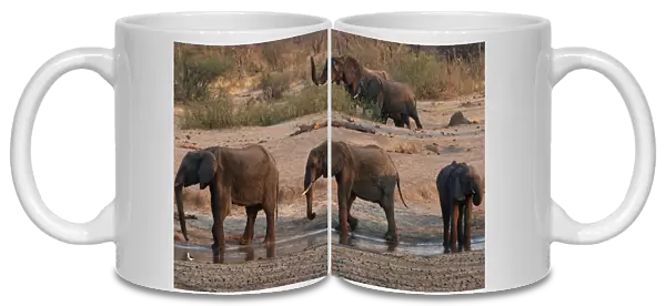 A group of elephants are seen near a watering hole inside Hwange National Park