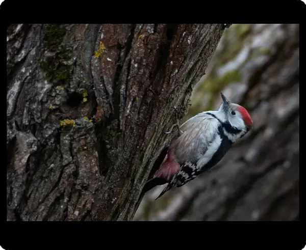 Woodpecker feeds on a tree on the outskirts of Minsk