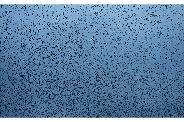 A murmuration of starlings is seen across the sky near the town of Gretna Green, Scotland