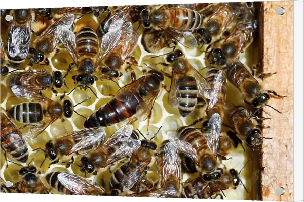 A queen bee is seen on a honeycomb at an apiary, in Casablanca