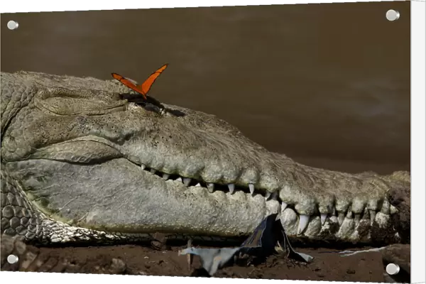 A butterfly is seen above the eye of a large crocodile in the Tarcoles River