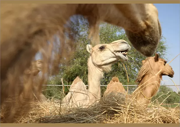 Camels are seen at a farm in Adhen Village
