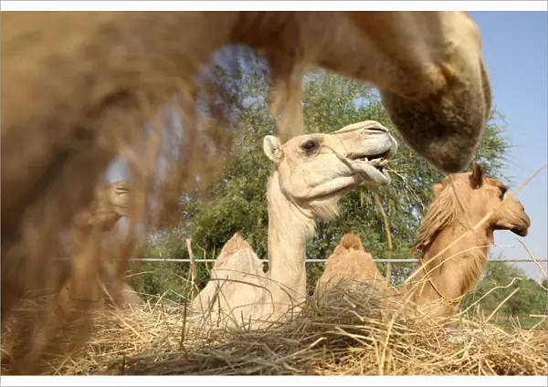 Camels are seen at a farm in Adhen Village