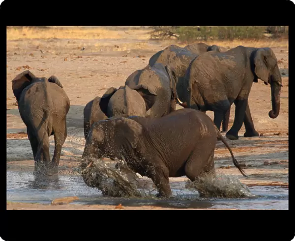 A group of elephants are seen at a watering hole inside Hwange National Park