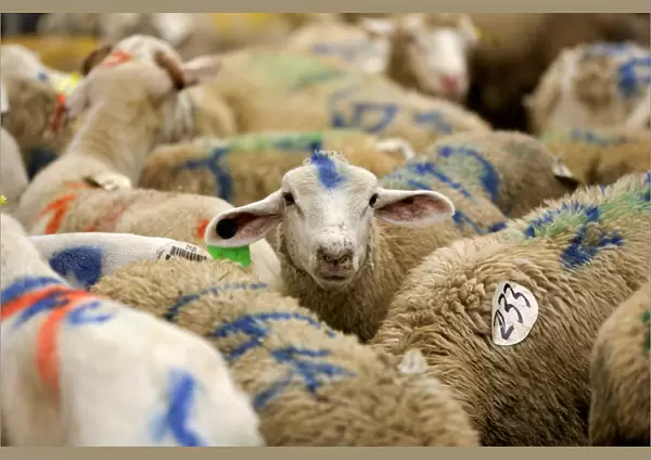 Sheep are photographed at a halal butchery ahead of their sacrificial slaughter on Eid