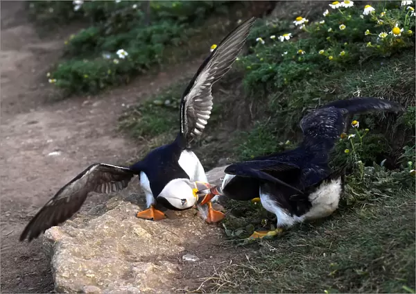 Two Atlantic Puffins fight on the island of Skomer, Pembrokeshire, Wales