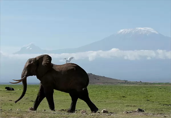 An elephant walks in Amboseli National Park in front of Kilimanjaro Mountain