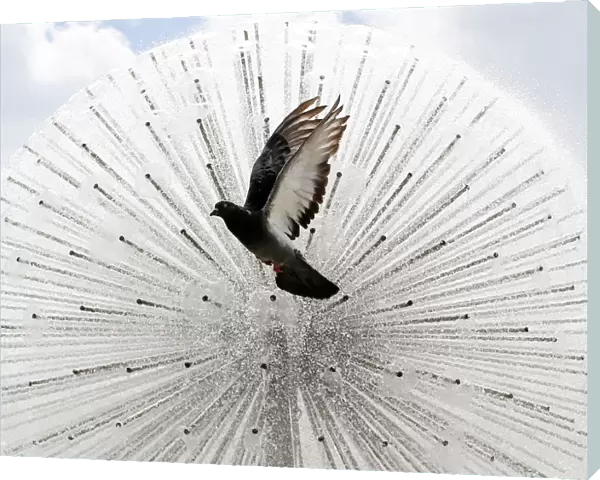 A pigeon flies in front a fountain during a sunny day in central Kiev
