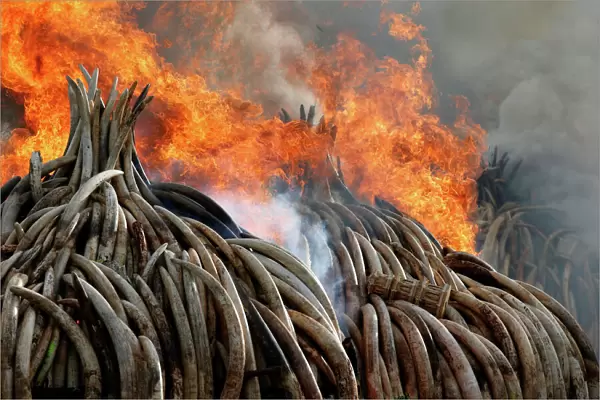 Fire burns part of an estimated 105 tonnes of ivory and a tonne of rhino horn confiscated