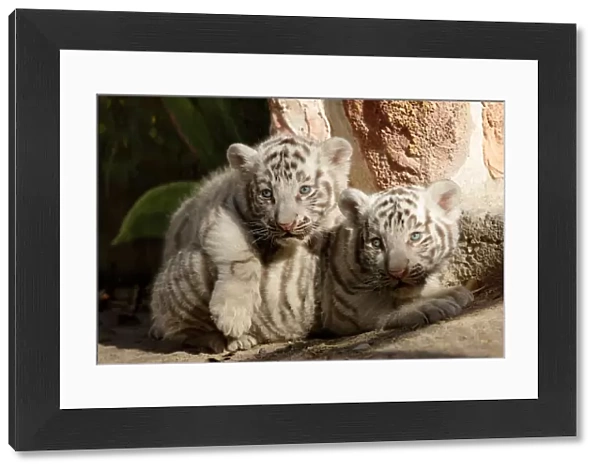 Newborn white Bengal tiger cubs are shown to the media at San Jorge zoo in Ciudad Juarez