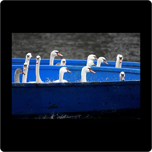 Swans are seen in a boat after they were caught at Hamburgs inner city lake Alster by