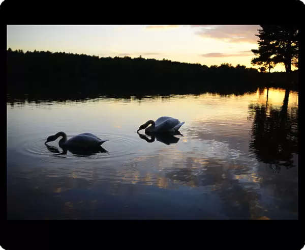 Swans glide as the sun sets over Hawley Lake near Blackwate