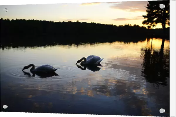 Swans glide as the sun sets over Hawley Lake near Blackwate