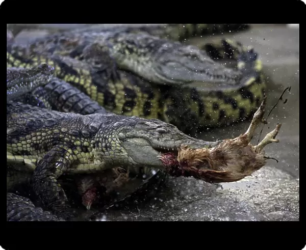 A Nile crocodile eats a chicken at a farm in the South Moravian village of Velky Karlov