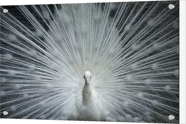 An Indian peafowl spreads its tail feathers at a zoo in Tbilisi