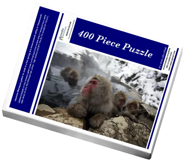 Japanese Macaques gather to soak in a hot spring at a snow-covered valley in Yamanouchi