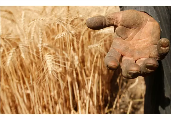 A farmer shows his hand as he harvests wheat on Qalyub farm in the El-Kalubia governorate