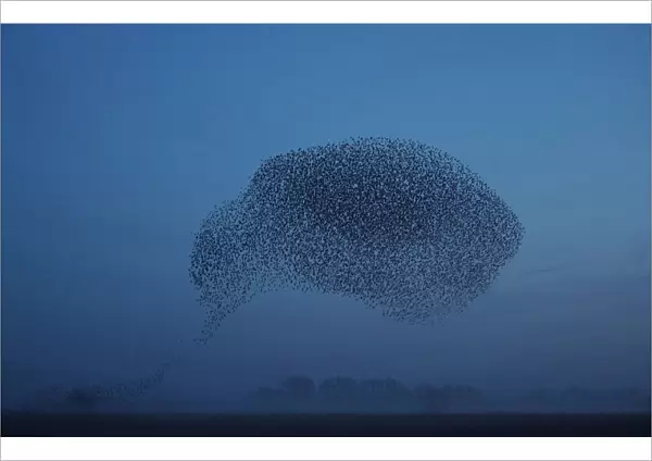 Thousands of starlings fly in a murmuration as they return to roost at dusk near Ely in