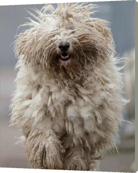 A Komondor, a traditional Hungarian guard dog, shakes its long fur in Bodony