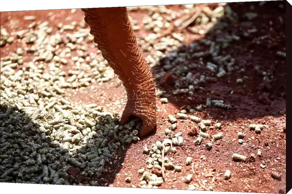 An orphaned baby elephant uses its trunk to collect feed