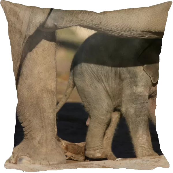 The three day old baby male Asian Elephant stands beneath its mothers legs in their