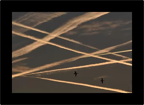 Ducks fly beneath contrails in the sky at dawn in west London