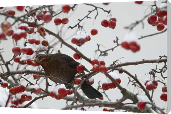 A bird eats berries on a snow-covered tree in Le Touquet