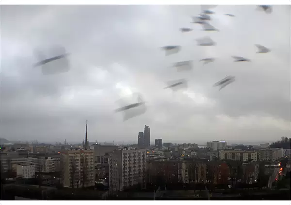 A flock of birds fly during a rainfall in Gdynia