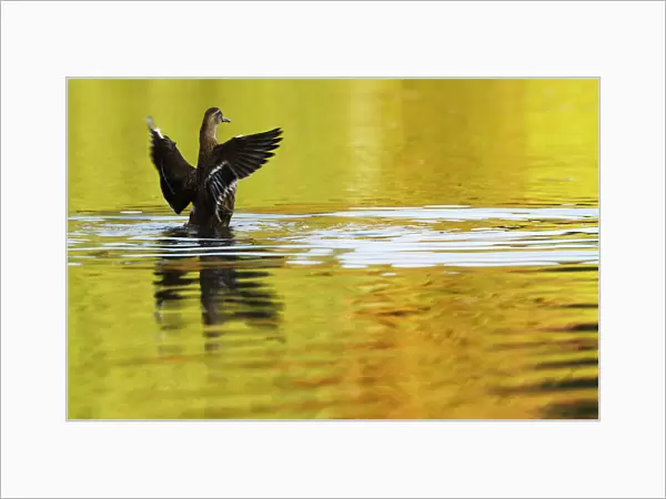 A duck flaps it wings in autumn sunshine in Sheffield Park Gardens near Haywards Heath in
