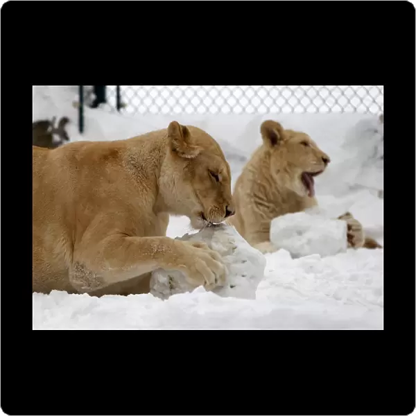 White lions play in the snow in the zoo in the Serbian capital Belgrade