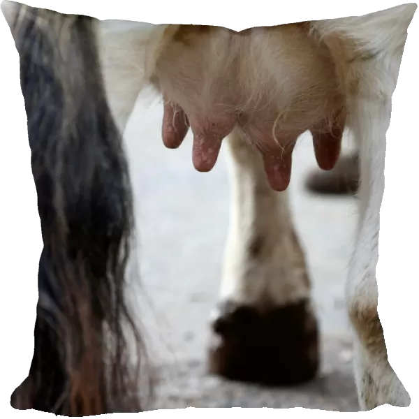 Udders of an Aubrac breed cow is pictured in a barn in Curieres