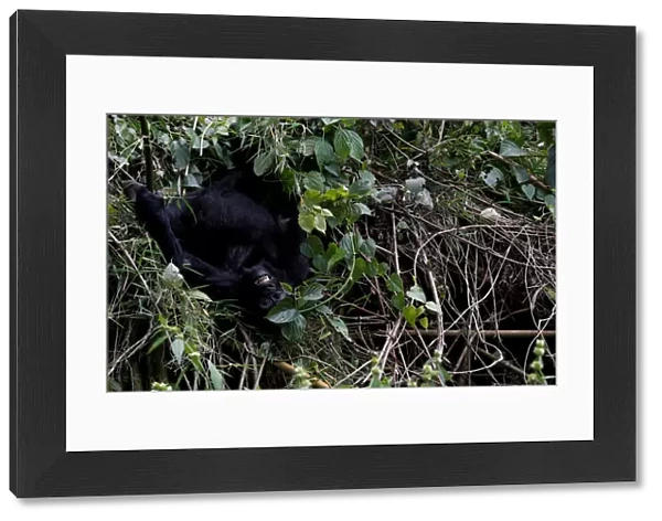 An endangered baby high mountain gorilla from the Sabyinyo family plays inside the forest