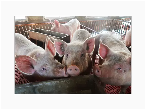 Pigs are seen on a family farm in Xiaoxinzhuang village, Hebei
