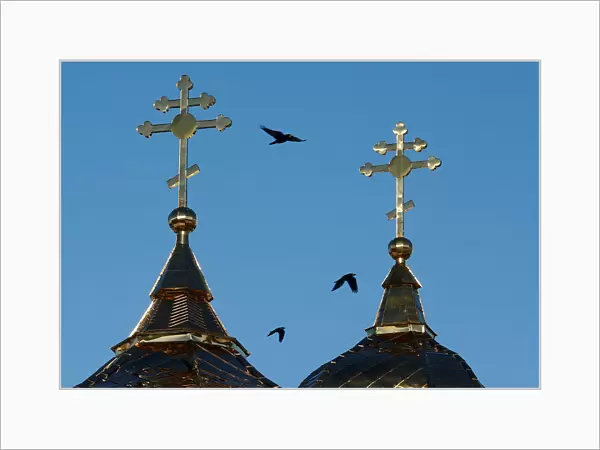 Ravens fly past the crosses of an Orthodox church in the town of Mstislavl