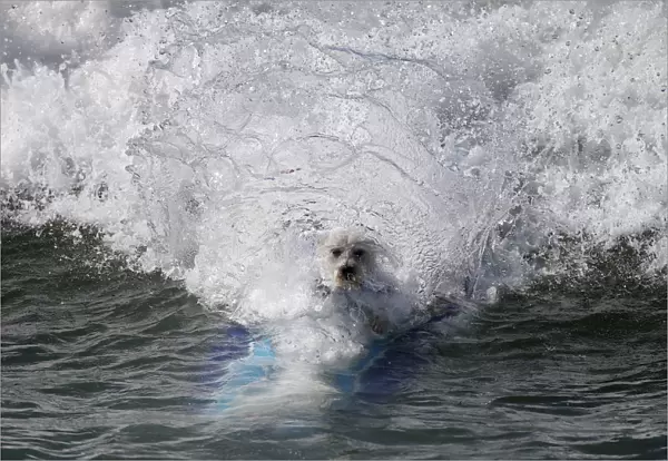 A dog wipes out at the 6th Annual Surf City surf dog contest in Huntington Beach