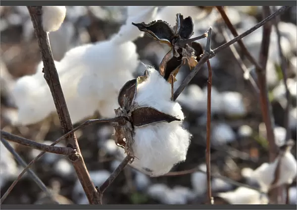 A cotton plant that was left unharvested is seen in a field near Wakita, Oklahoma