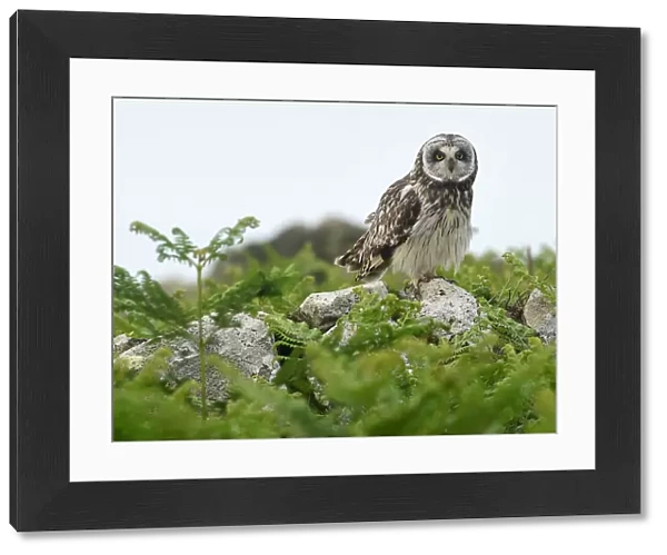 A rare short eared owl sits on a wall in daylight on the island of Skomer, Pembrokeshire