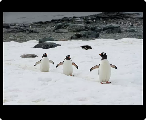 Penguins walk along a path on Danco Island, Antarctica