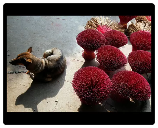 A dog lies next to drying incense in preparation for Tet