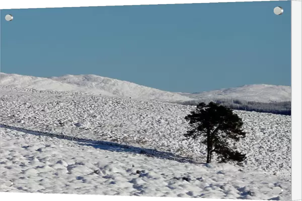 A tree casts a shadow on snow covered moorland near Pitlochry