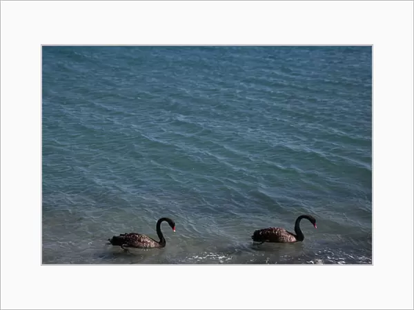 Two black swans swim on a beach in Limassol