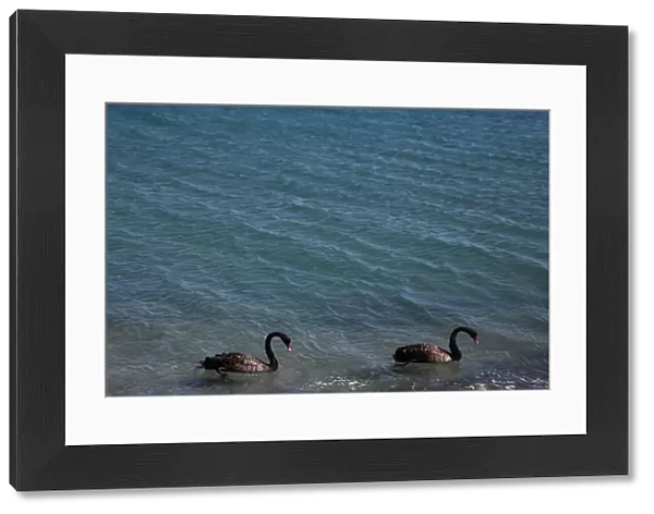 Two black swans swim on a beach in Limassol