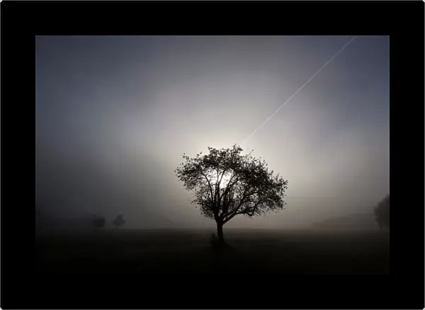 A tree is seen in early morning fog on a field between Hanau and Offenbach