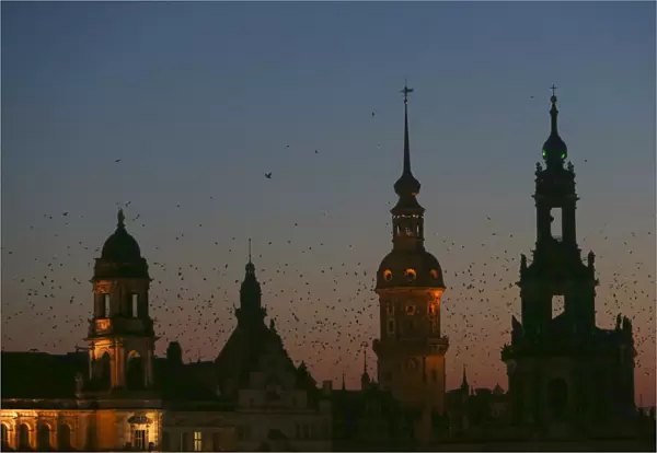 Birds fly above the riverside skyline on the embankment of Elbe river in Dresden