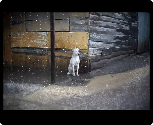 A dog takes cover from heavy rain outside a wooden house in San Jose Pinula