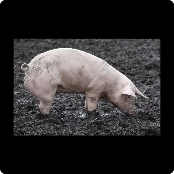 A pigs is pictured at an ecological pig farm in Germering